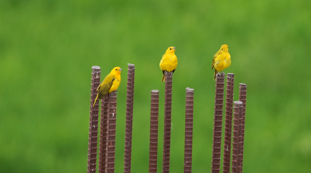 Saffron Finch - ML644506483