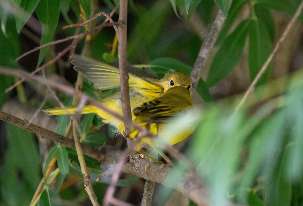 Northern Yellow Warbler - ML644506484