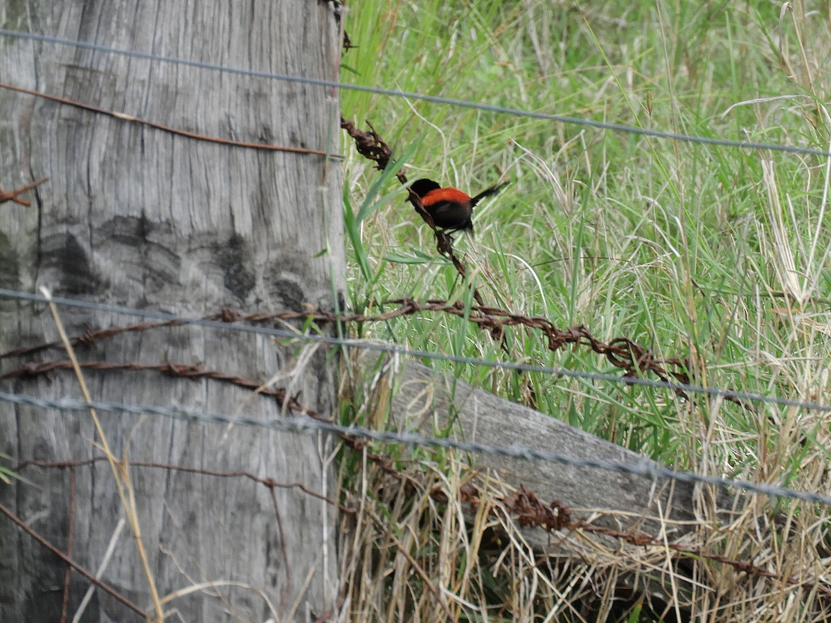 Red-backed Fairywren - ML644506485