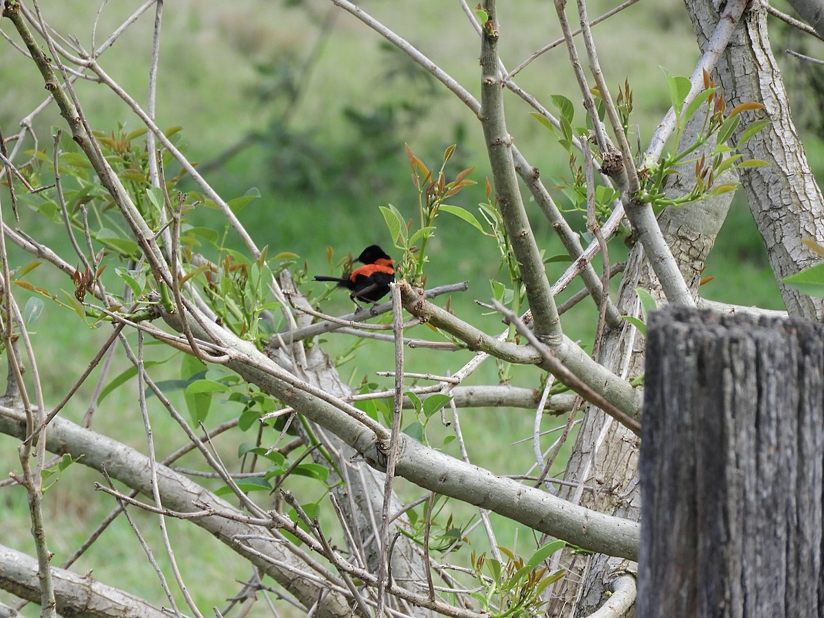 Red-backed Fairywren - ML644506486