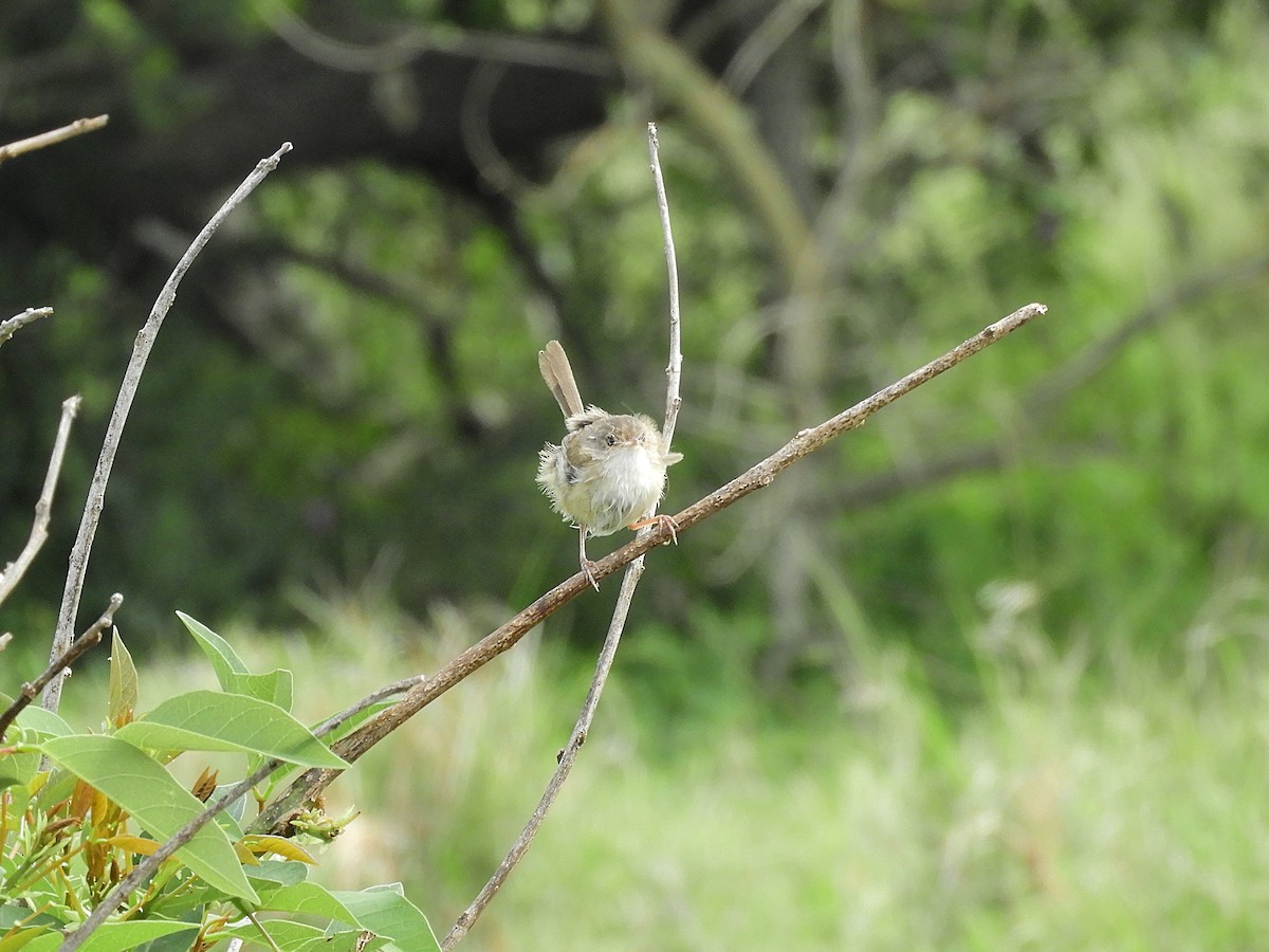 Red-backed Fairywren - ML644506489