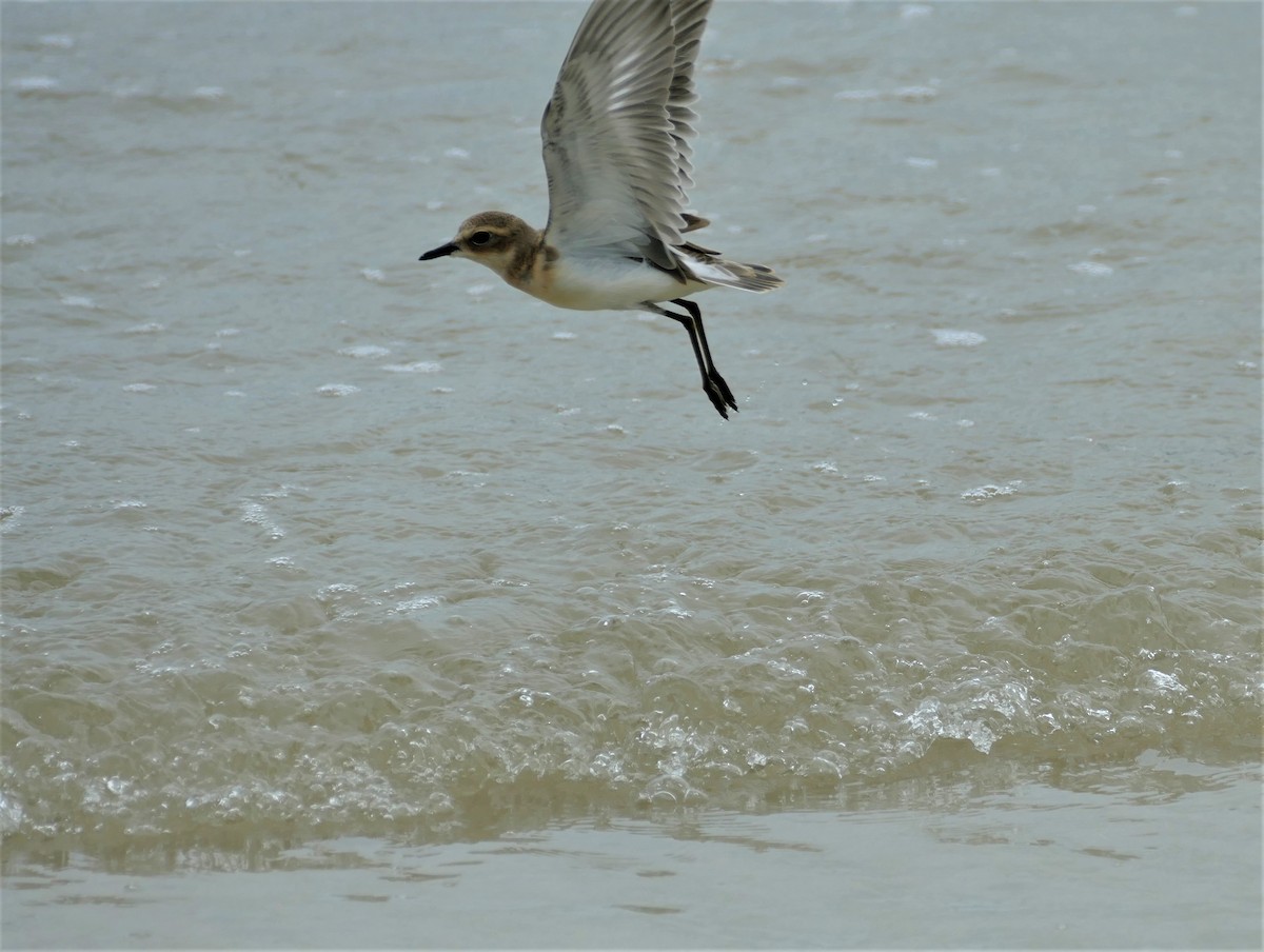 Pluvier de Mongolie ou P. du Tibet - ML644506500