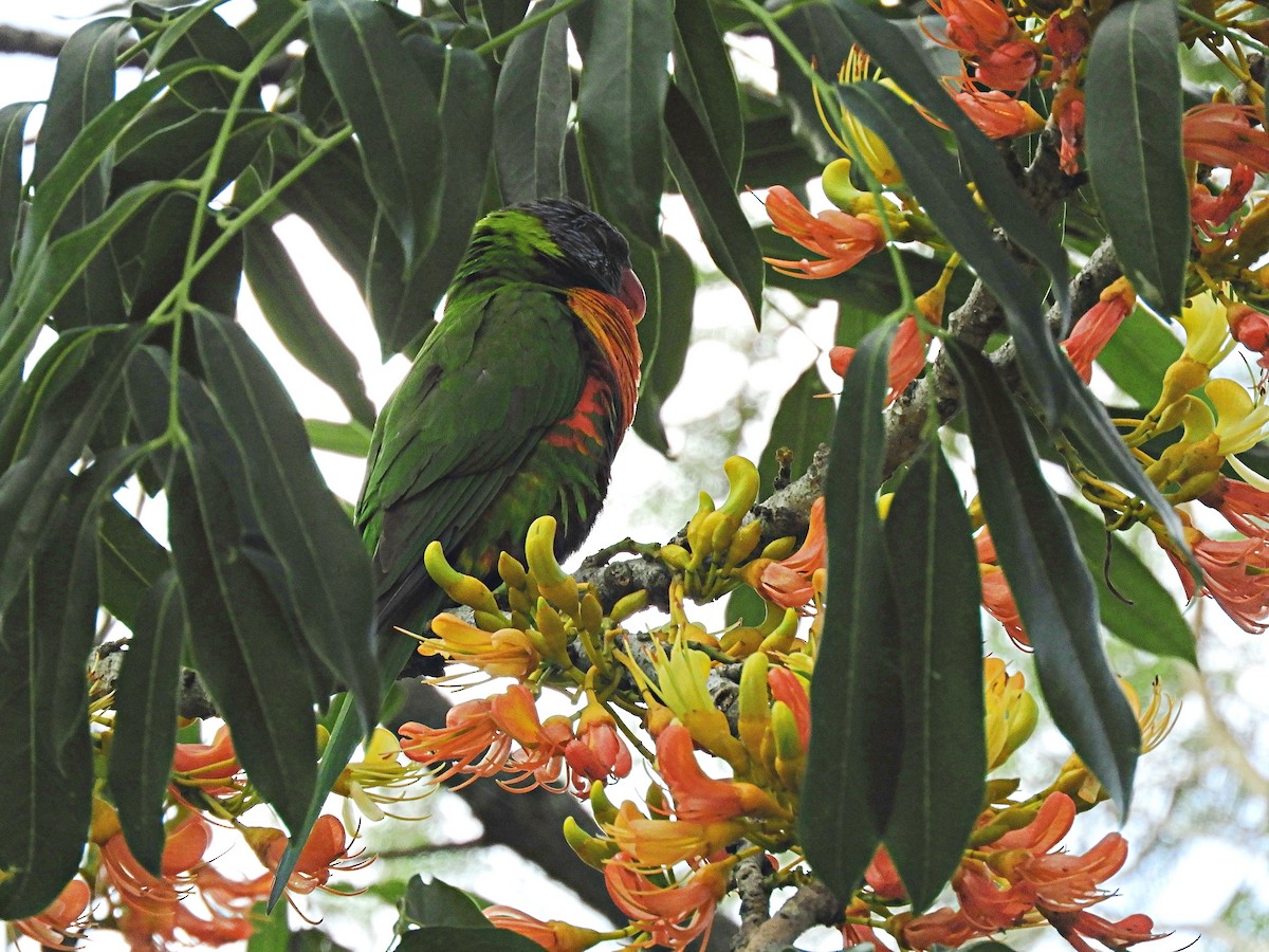 Rainbow Lorikeet - ML644506502