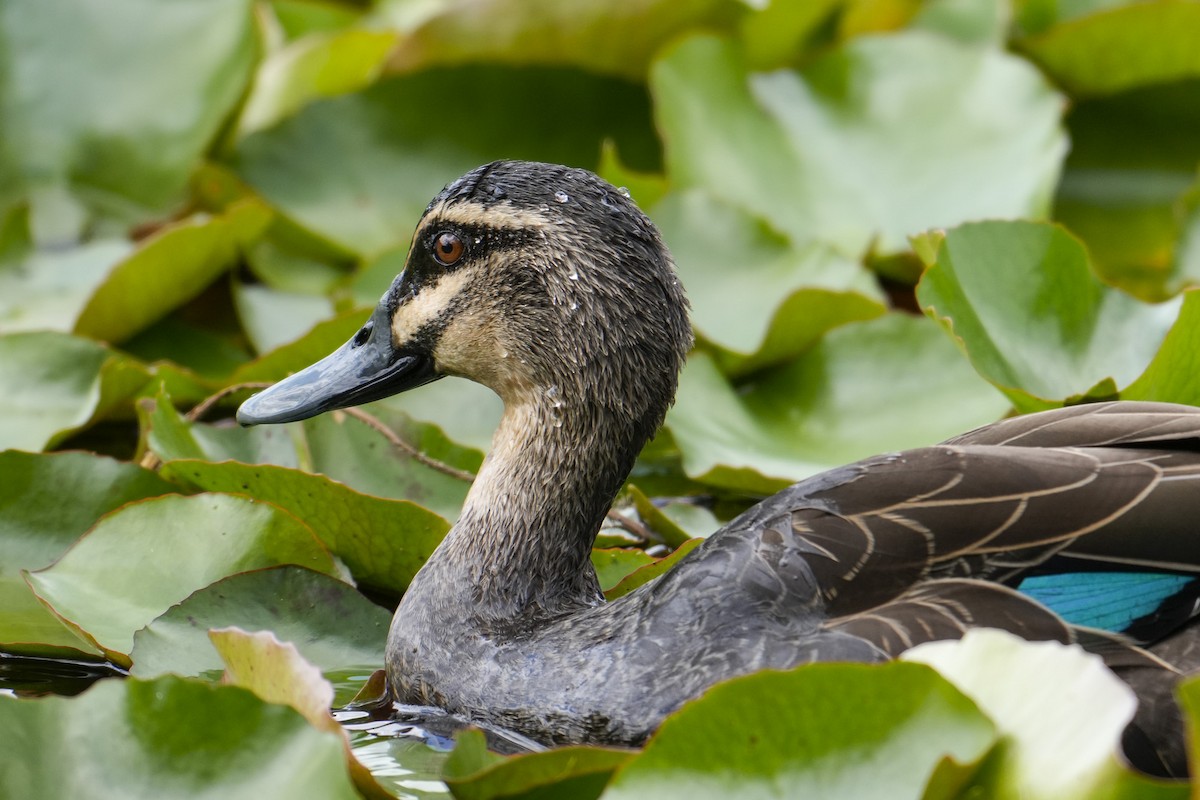 マミジロカルガモ - ML644506503