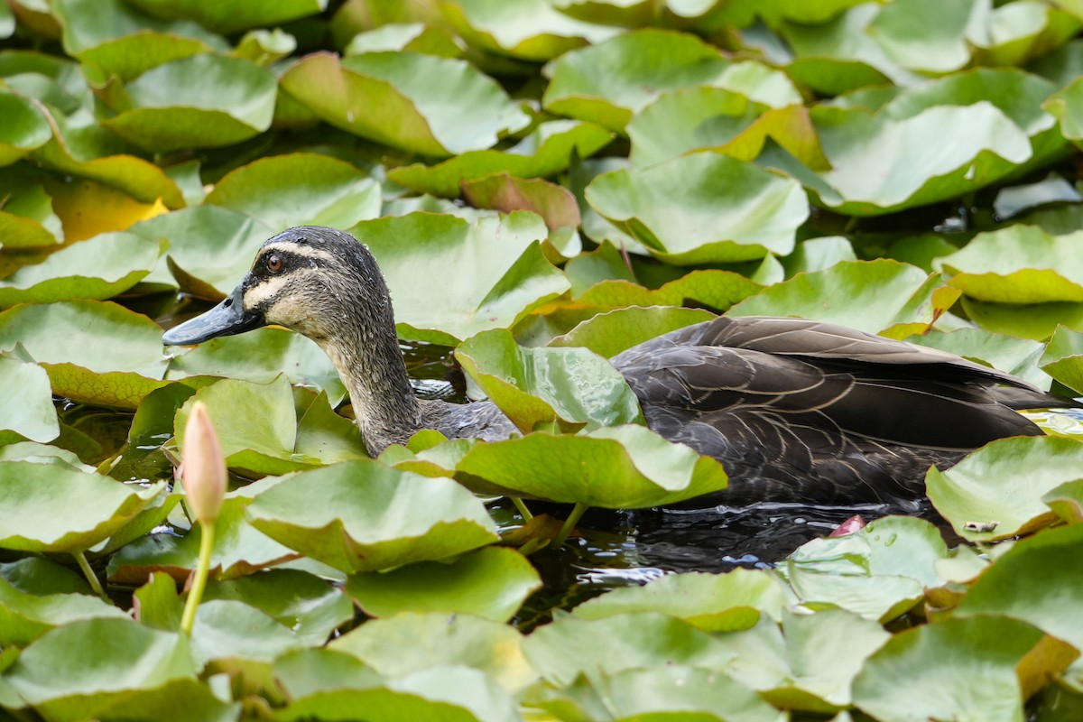 マミジロカルガモ - ML644506504
