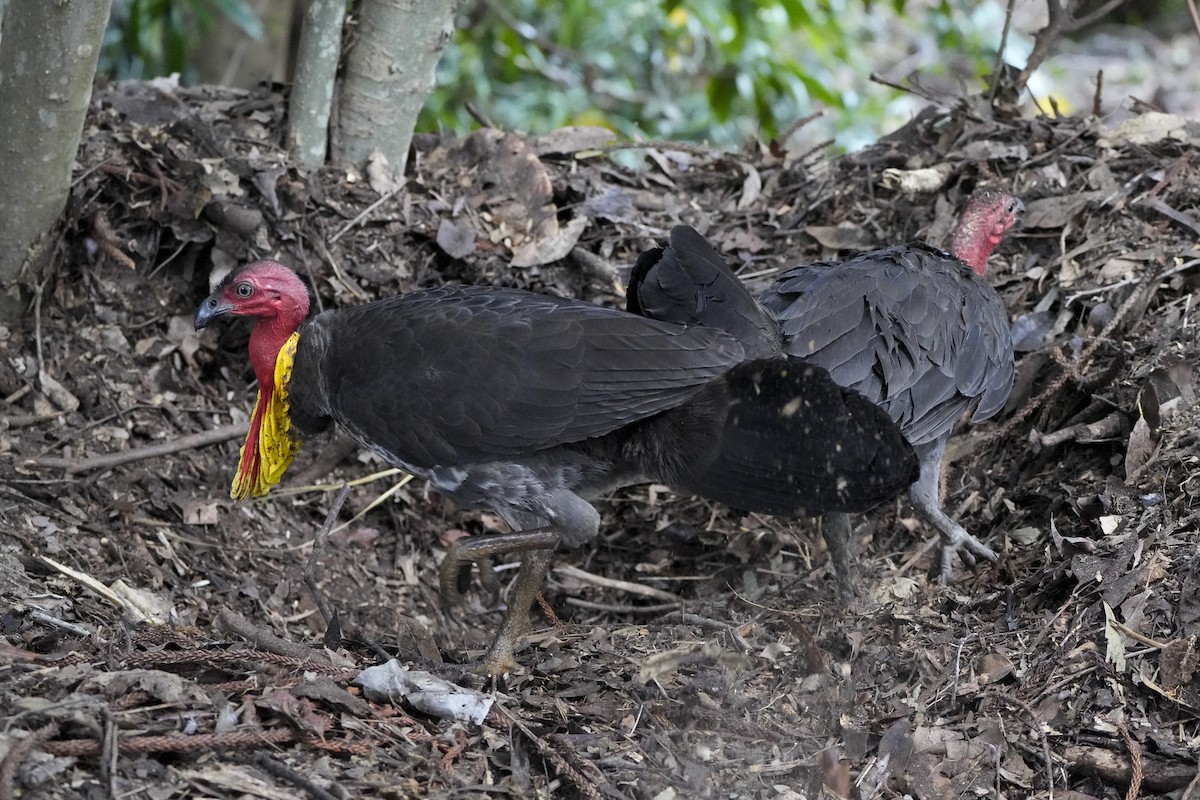 Australian Brushturkey - ML644506507