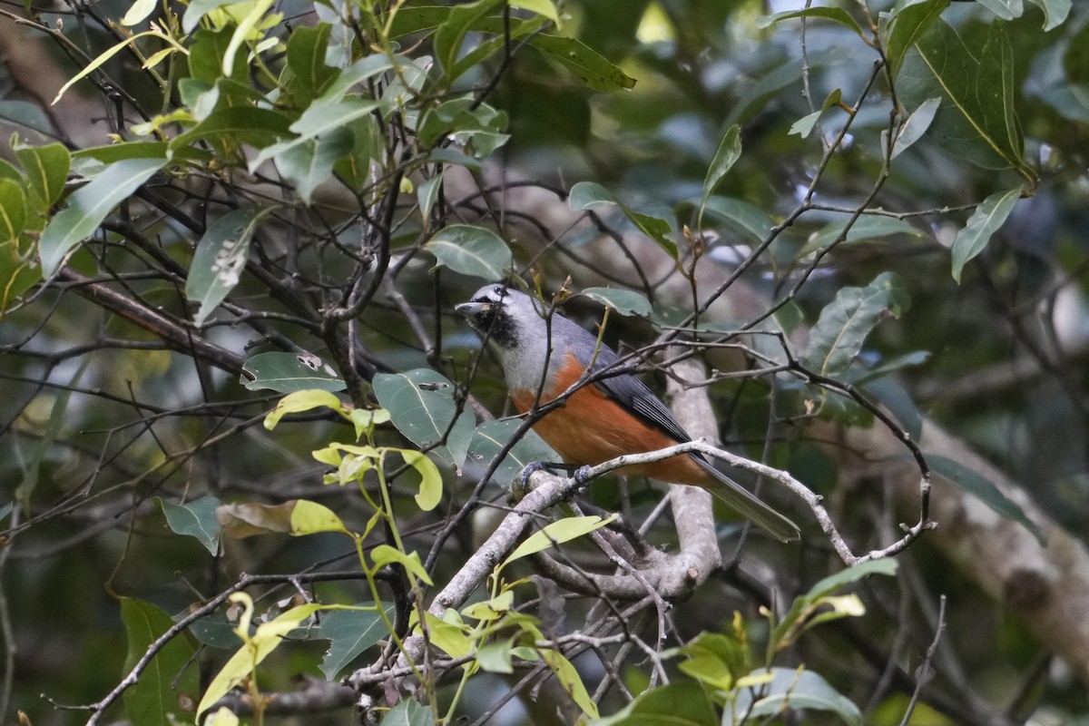 Black-faced Monarch - ML644506518