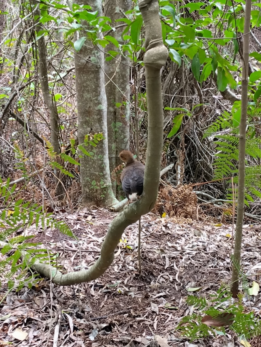 Australian Brushturkey - ML644506520