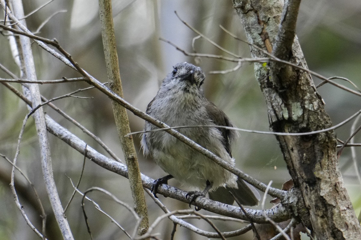 Gri Islıkçıardıç - ML644506521