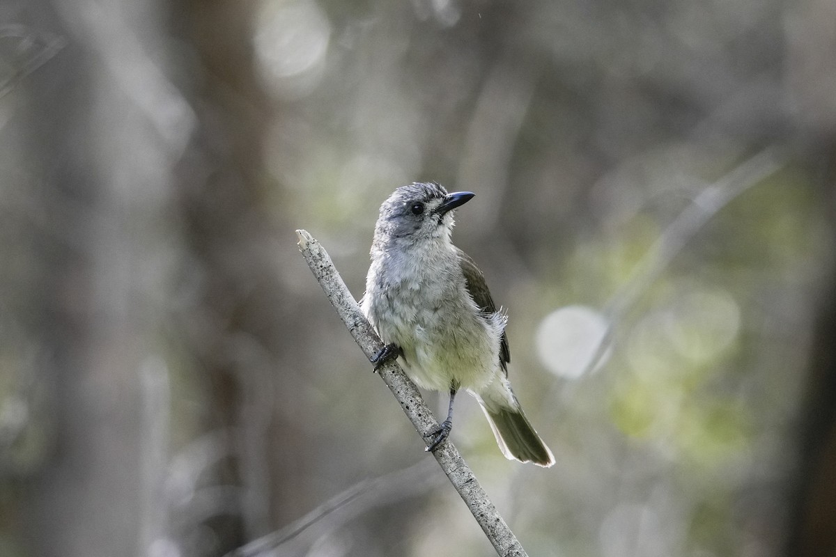 Gri Islıkçıardıç - ML644506523