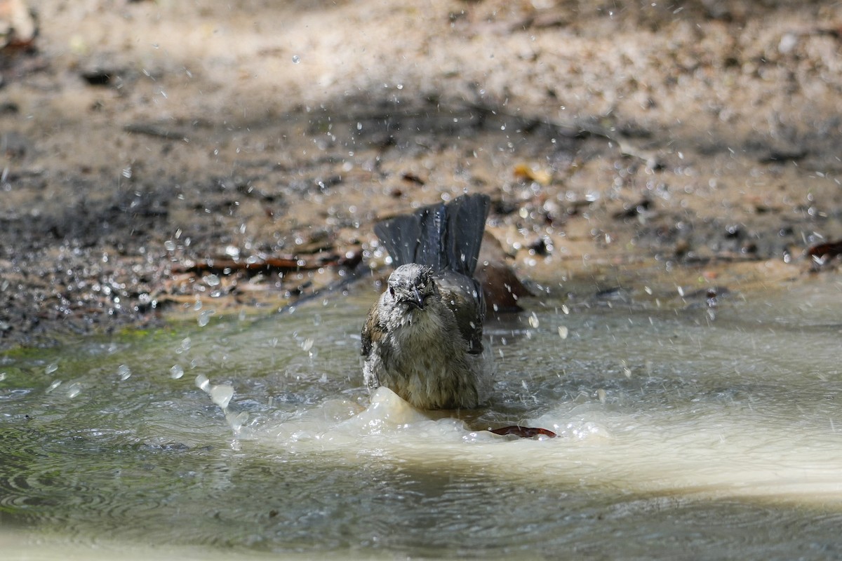 Gri Islıkçıardıç - ML644506524