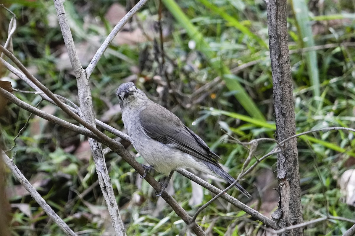 Gri Islıkçıardıç - ML644506525