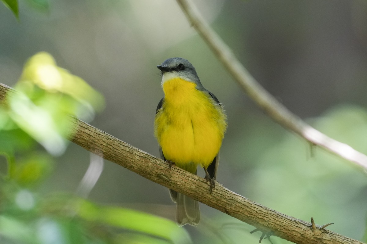 lejsčík žlutý - ML644506526