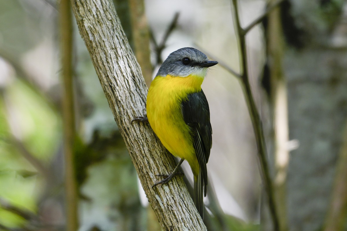 lejsčík žlutý - ML644506528