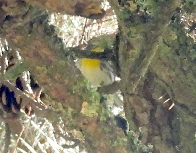 Grace's Warbler - ML644506529