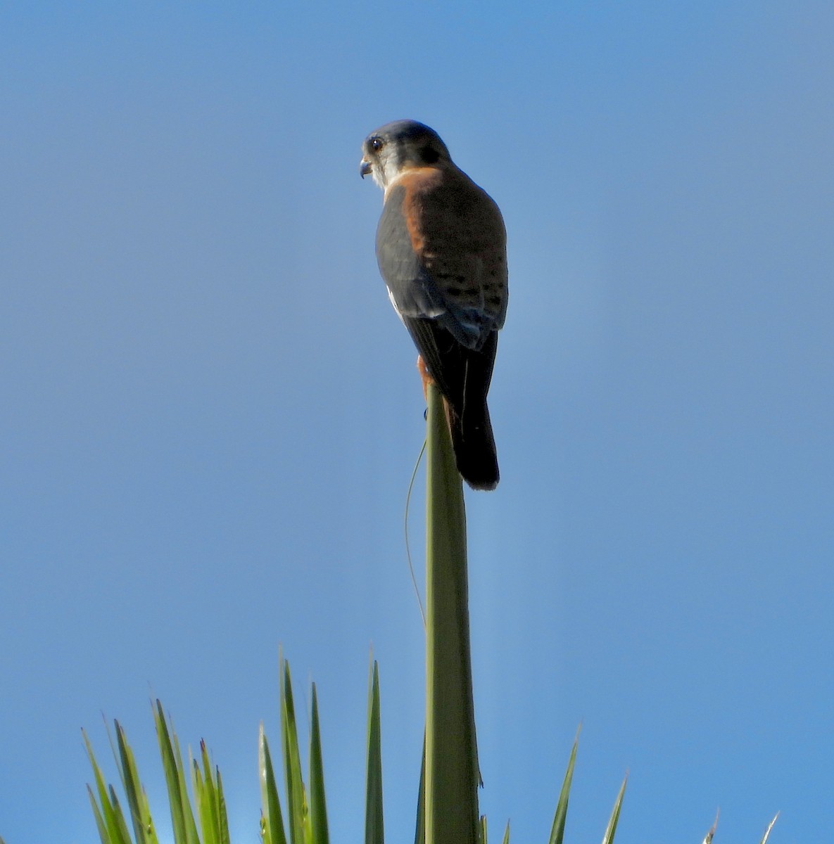 American Kestrel - ML644506531