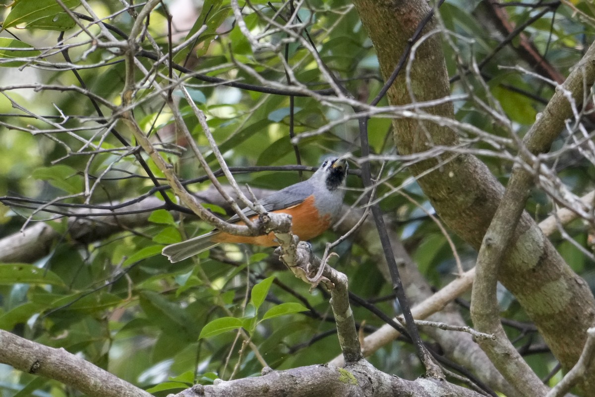 Black-faced Monarch - ML644506532
