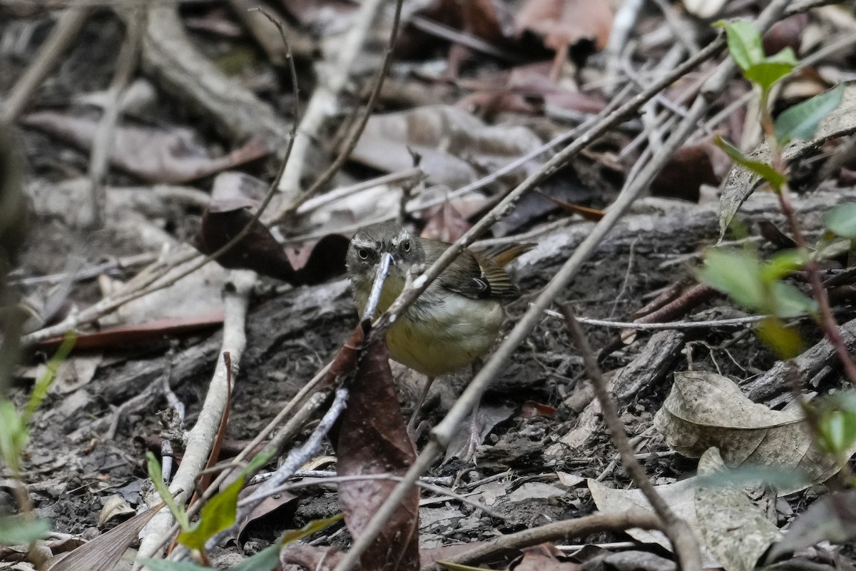 White-browed Scrubwren - ML644506535