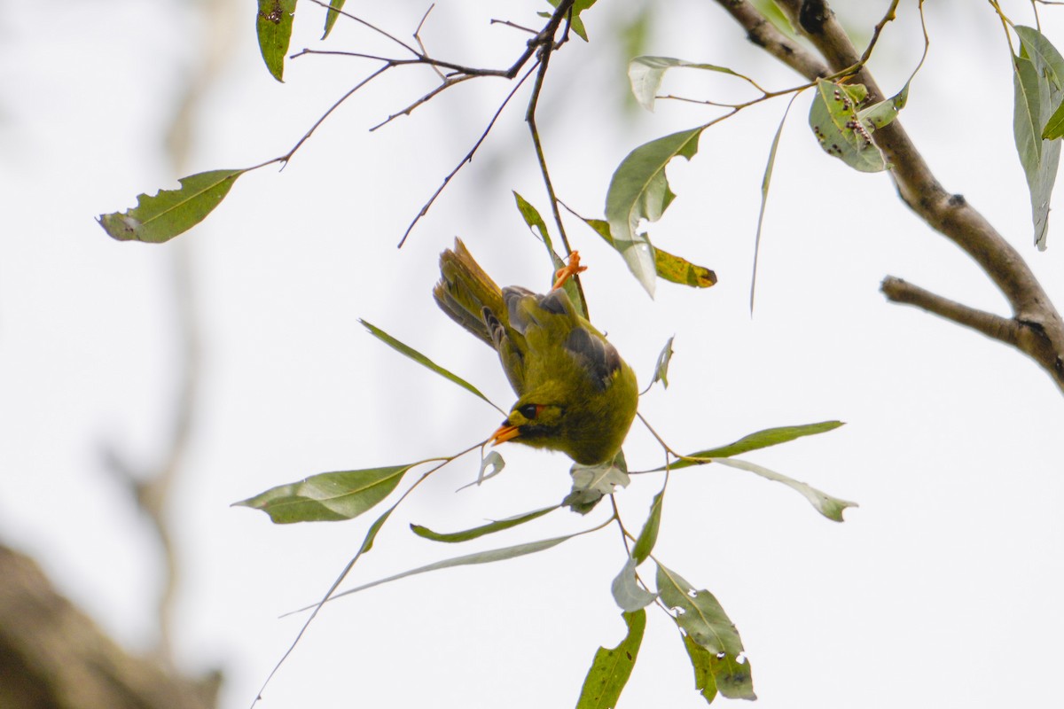 スズミツスイ - ML644506538