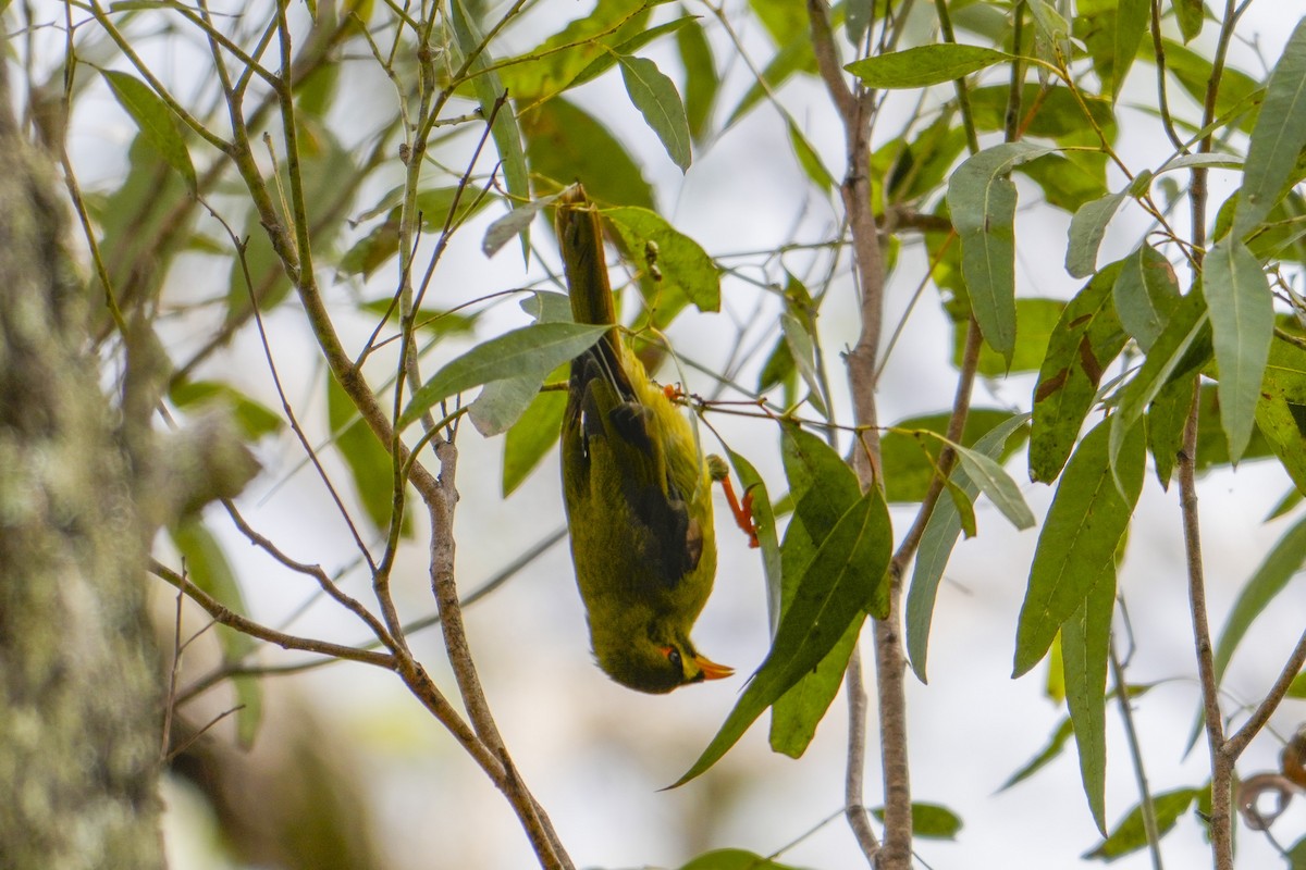 スズミツスイ - ML644506539