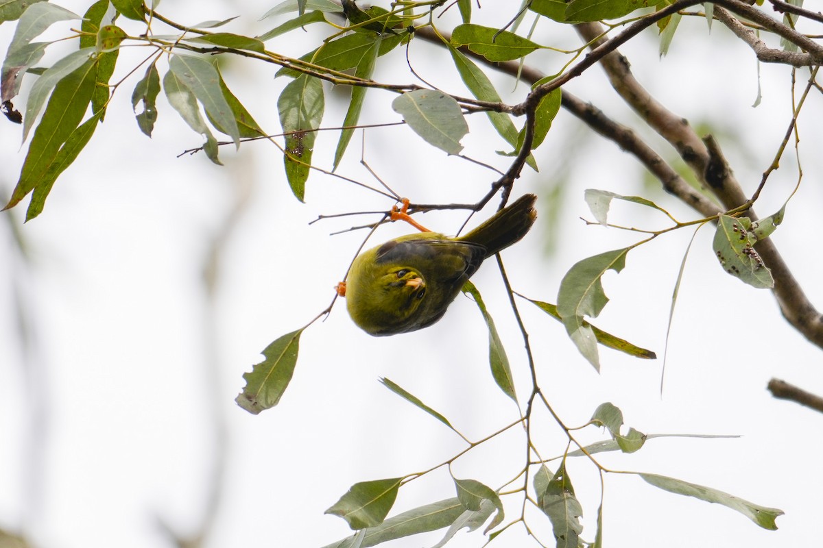 スズミツスイ - ML644506540