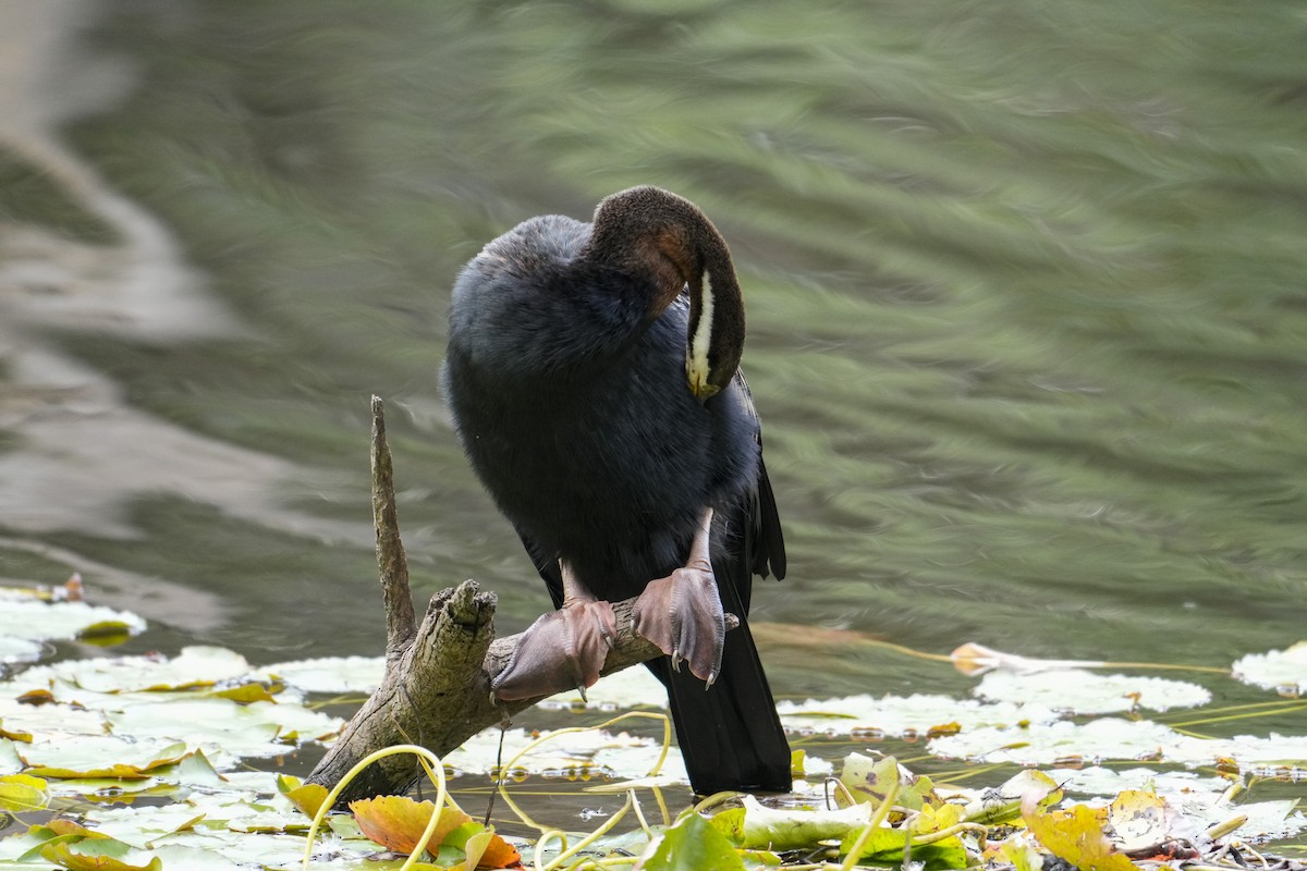 オーストラリアヘビウ - ML644506542