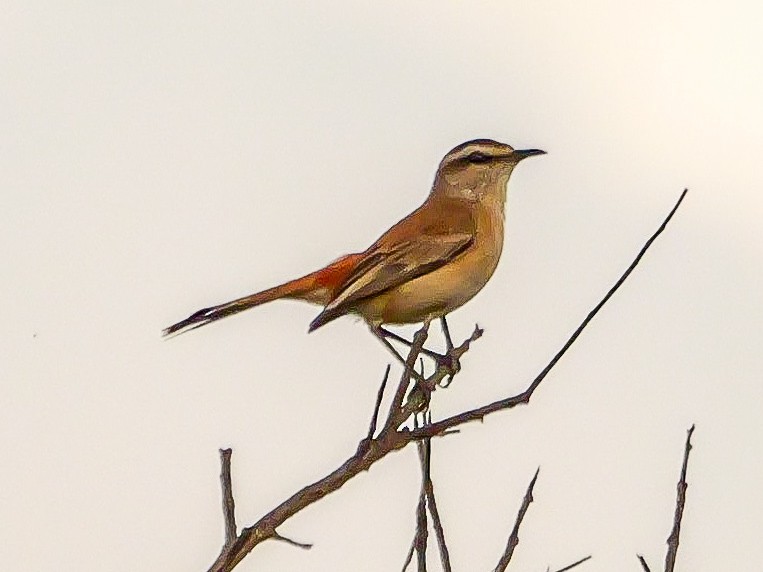 kalaharikrattskvett - ML644506546