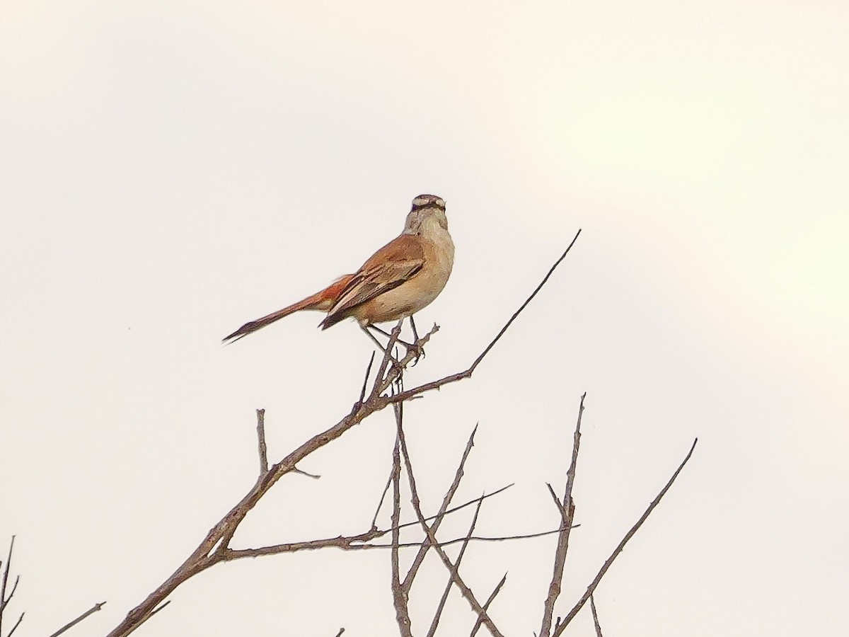 kalaharikrattskvett - ML644506547