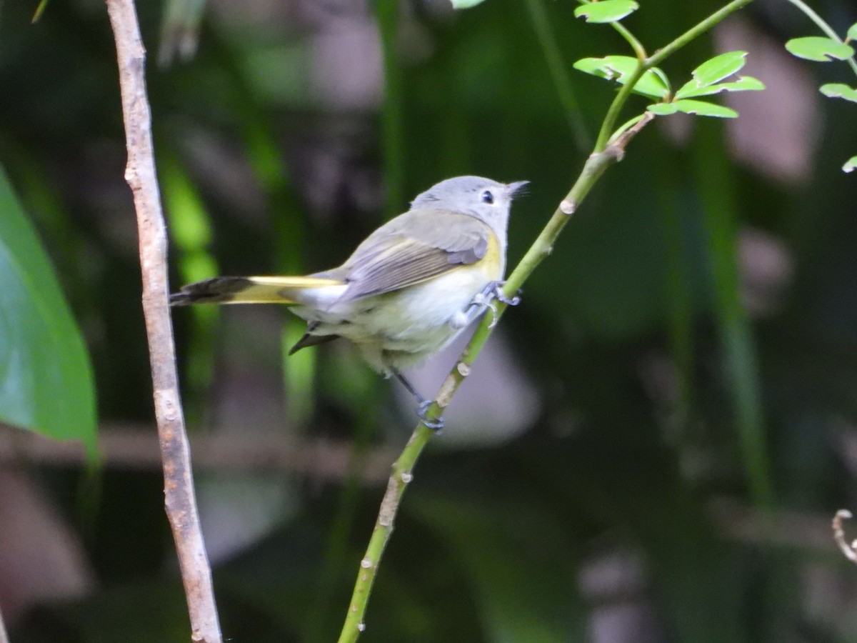 Paruline flamboyante - ML644506550