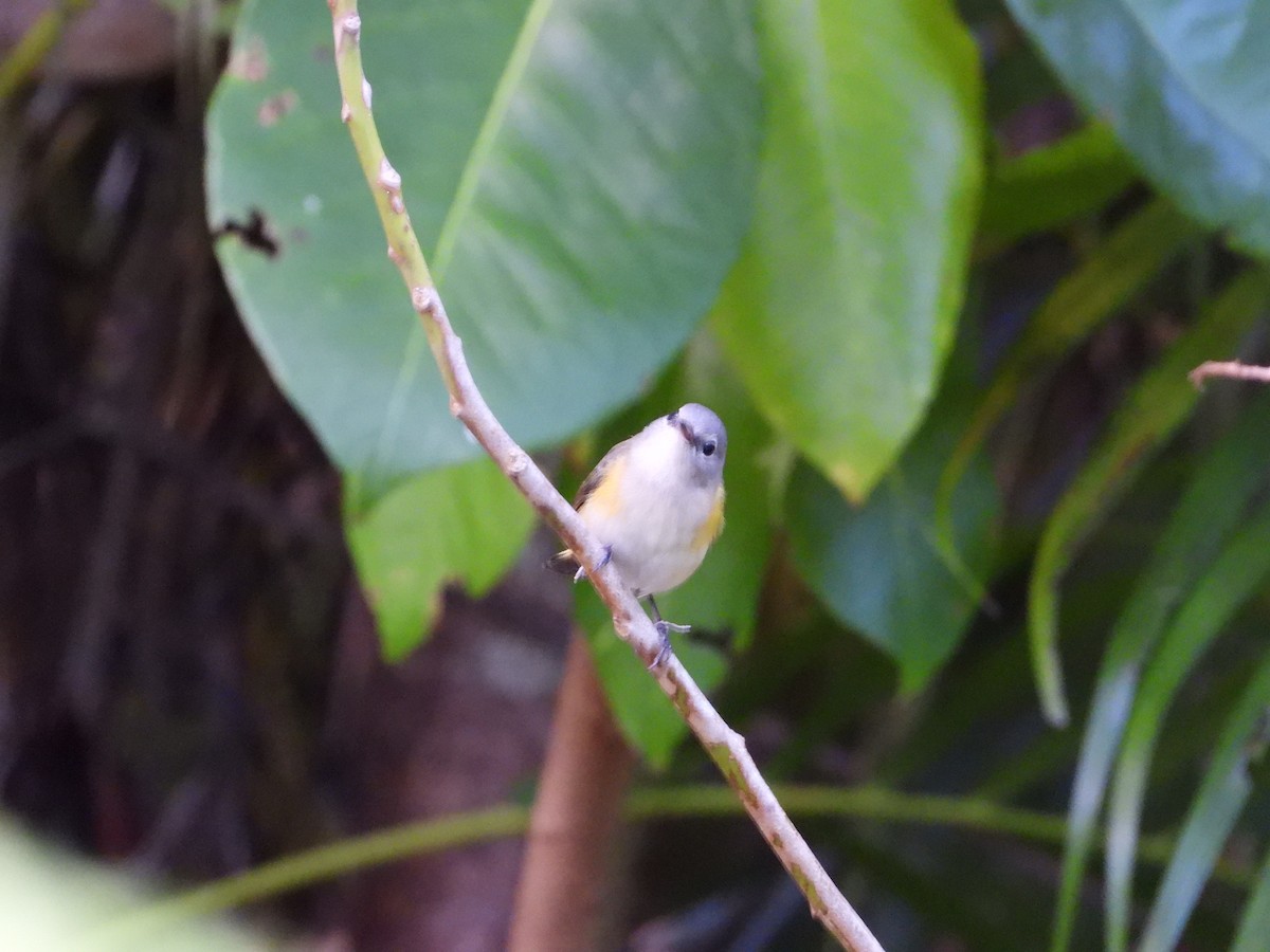 Paruline flamboyante - ML644506551