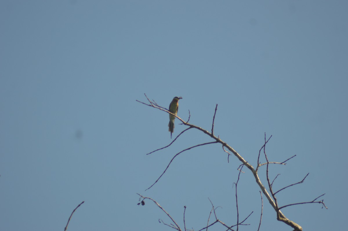 Бджолоїдка синьохвоста - ML644506561