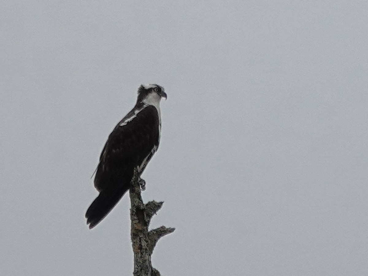 Загасч явлаг - ML644506562