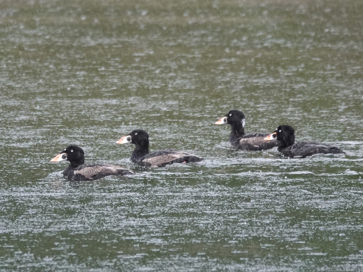 Surf Scoter - ML644506565