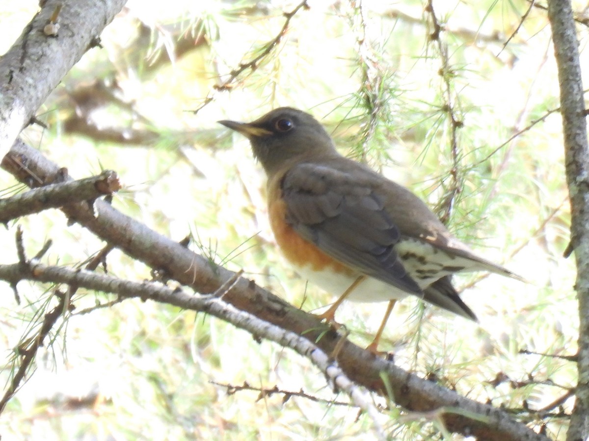 brunhodetrost - ML644506574