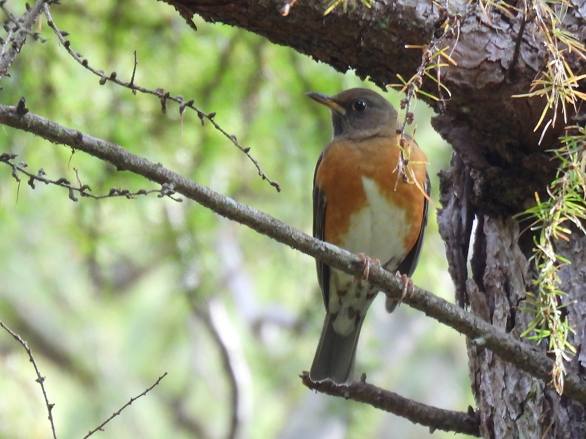 brunhodetrost - ML644506575