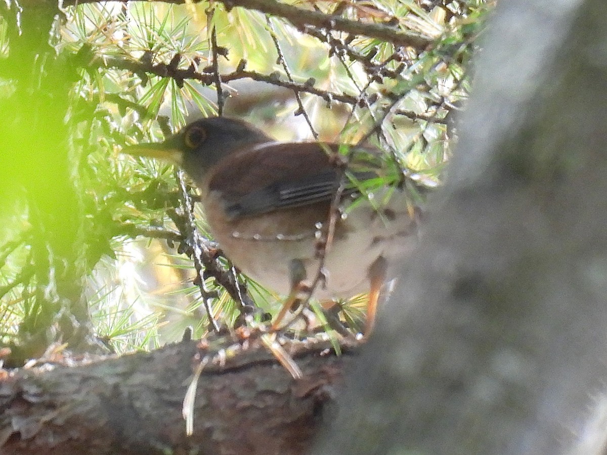 Pale Thrush - ML644506579