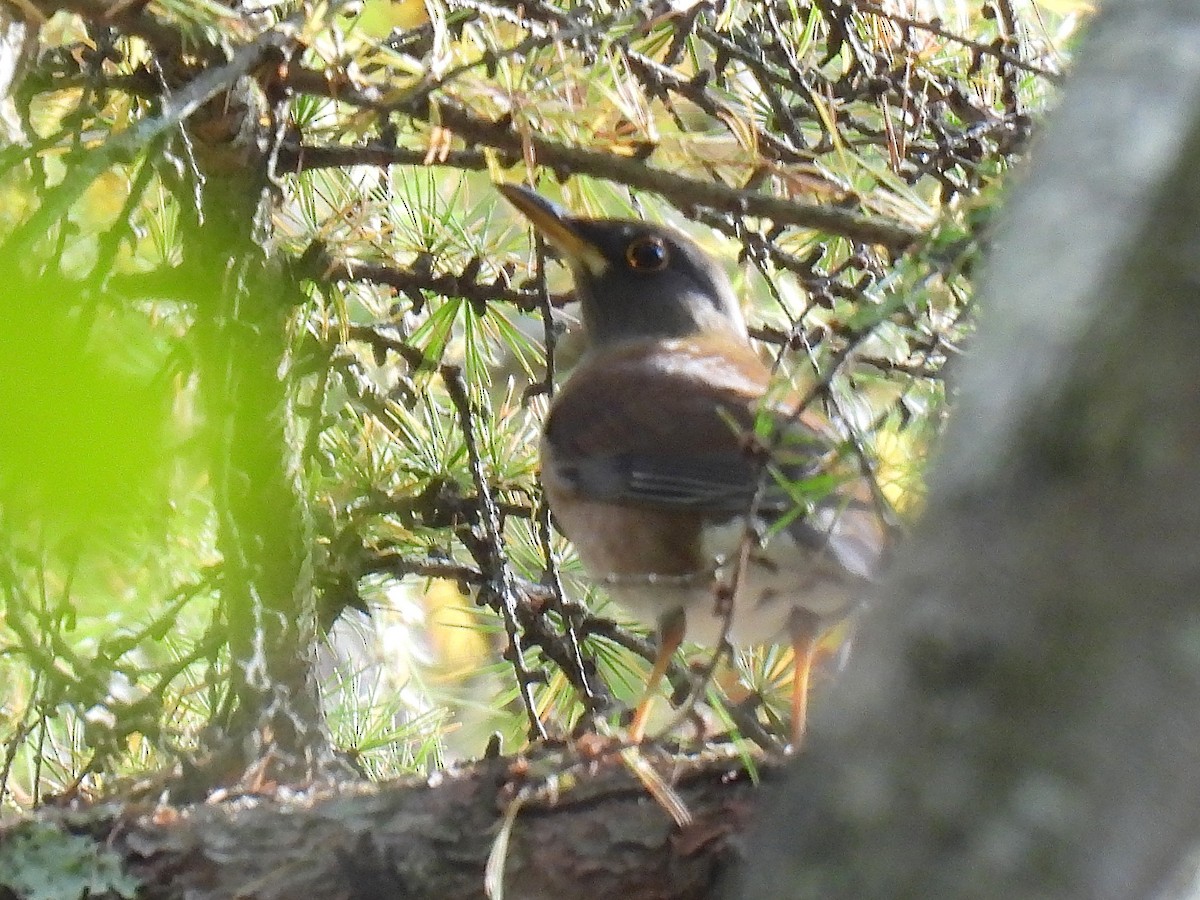 Pale Thrush - ML644506580