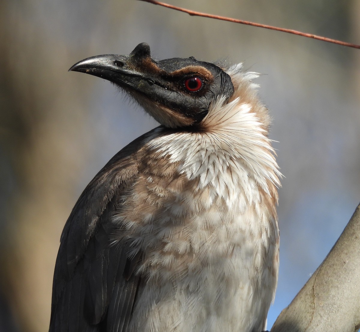 Noisy Friarbird - ML644506595