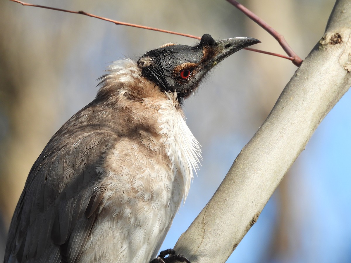 Noisy Friarbird - ML644506596