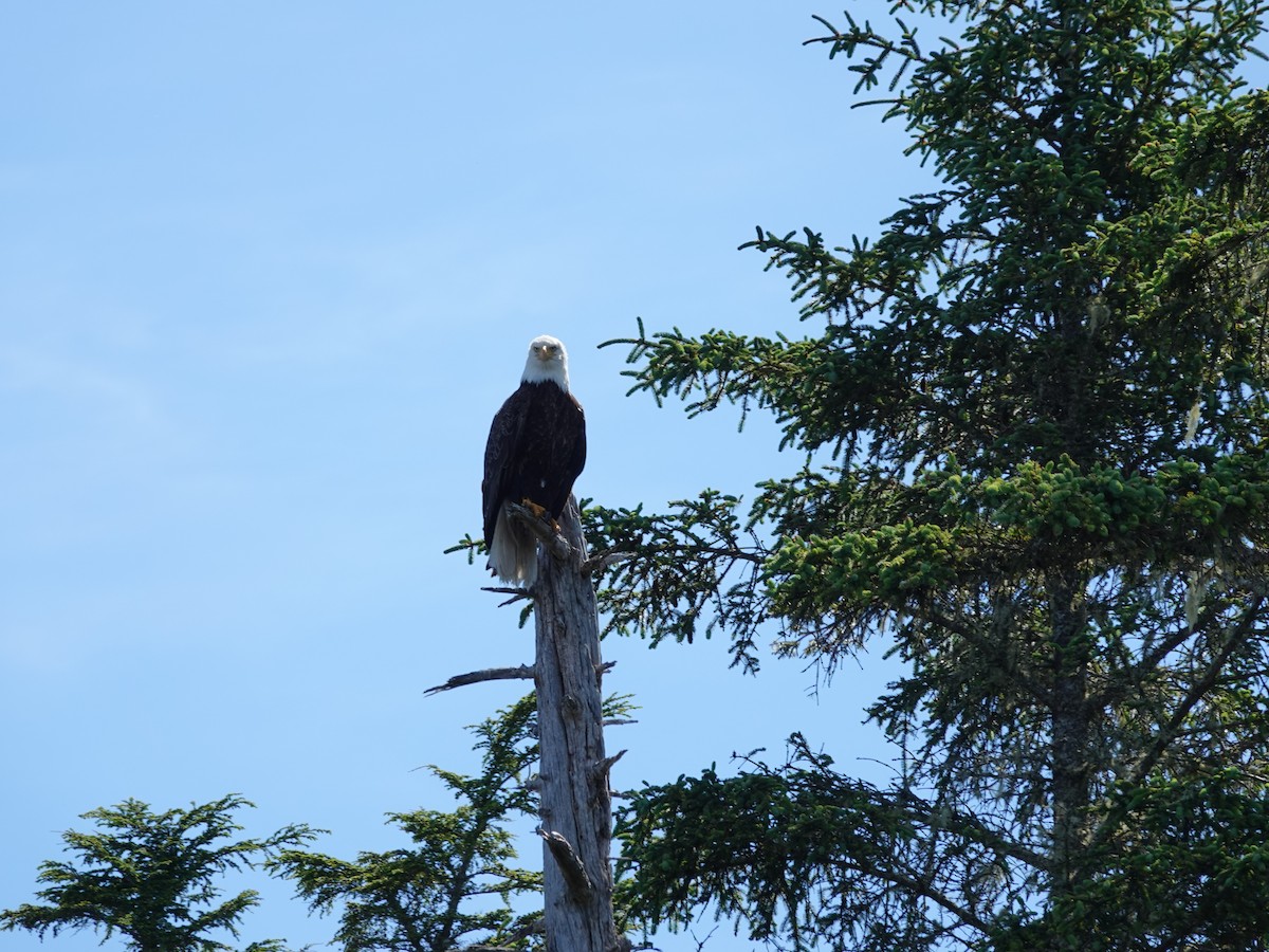 Bald Eagle - ML644506597