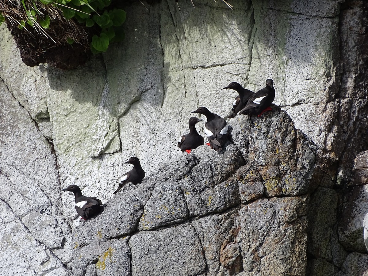 Pigeon Guillemot - ML644506601