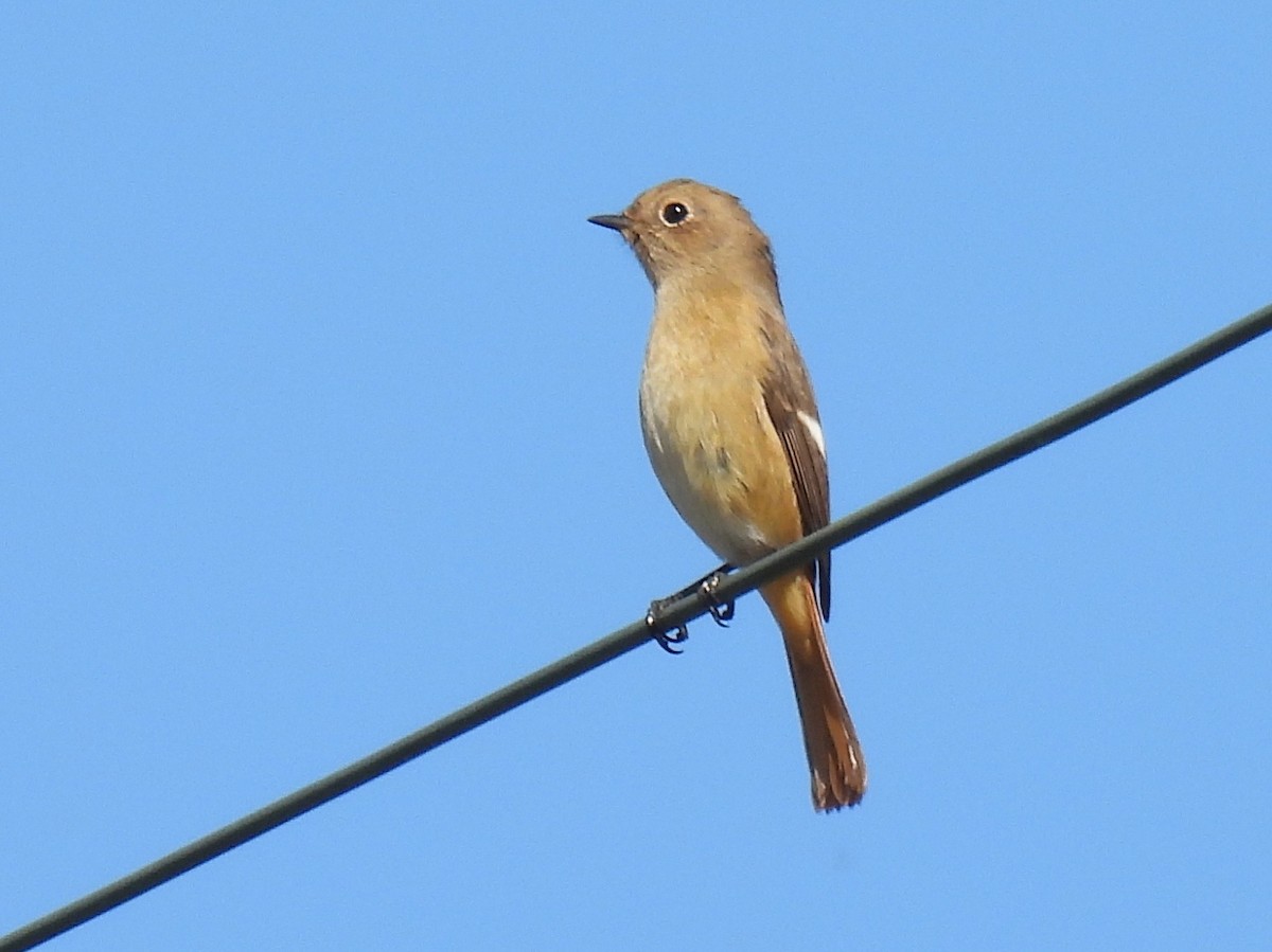 Daurian Redstart - ML644506603