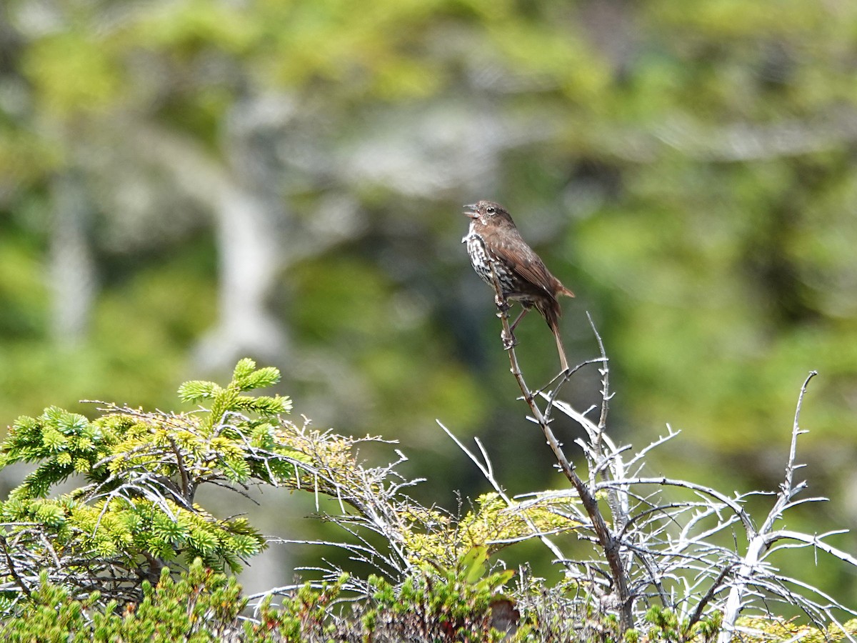 Fox Sparrow - ML644506607