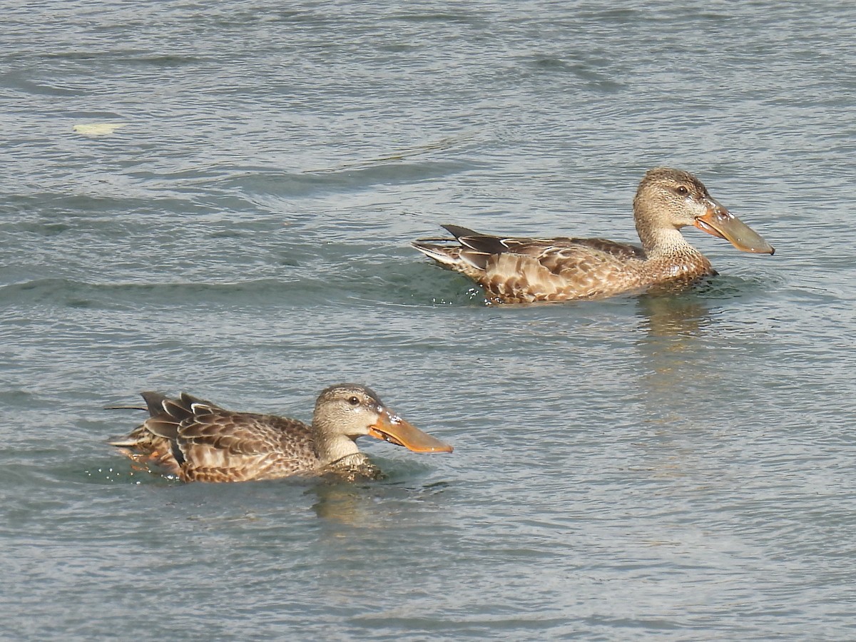 Northern Shoveler - ML644506611