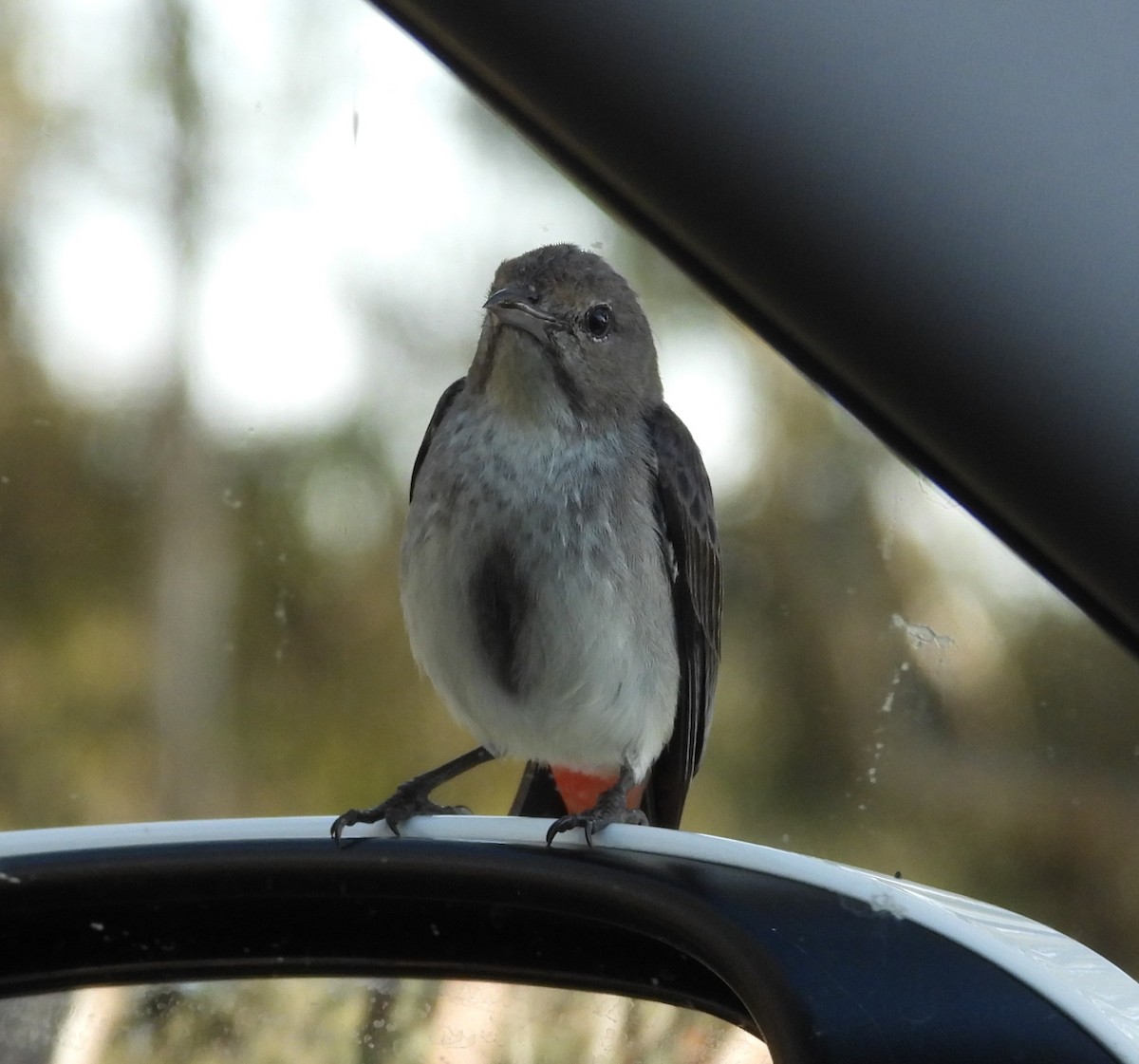 Mistletoebird - ML644506615