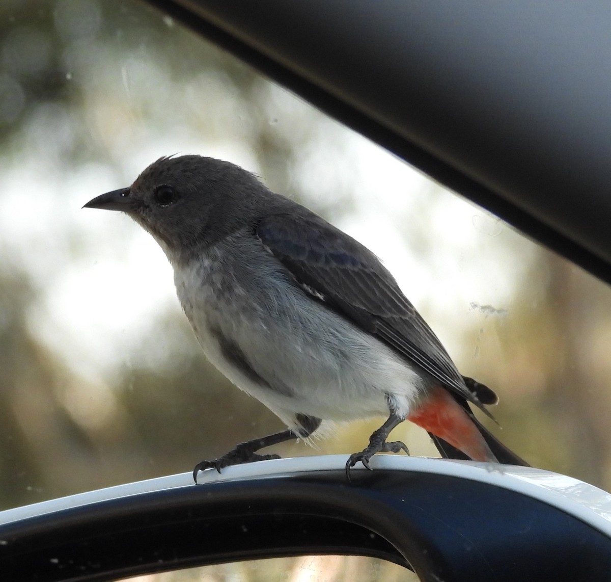 Mistletoebird - ML644506616