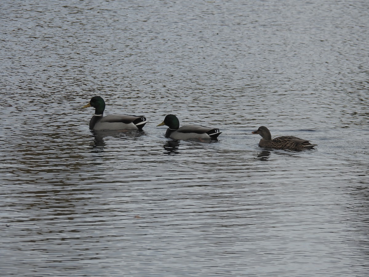 Зэрлэг нугас - ML644506619