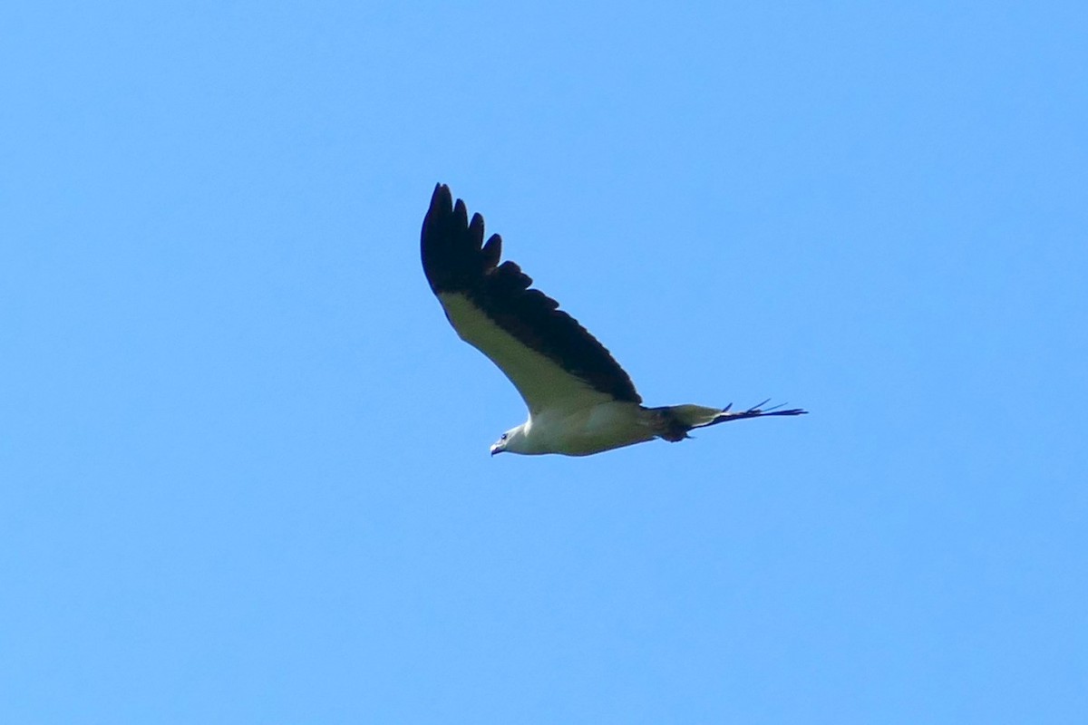 White-bellied Sea-Eagle - ML644506620