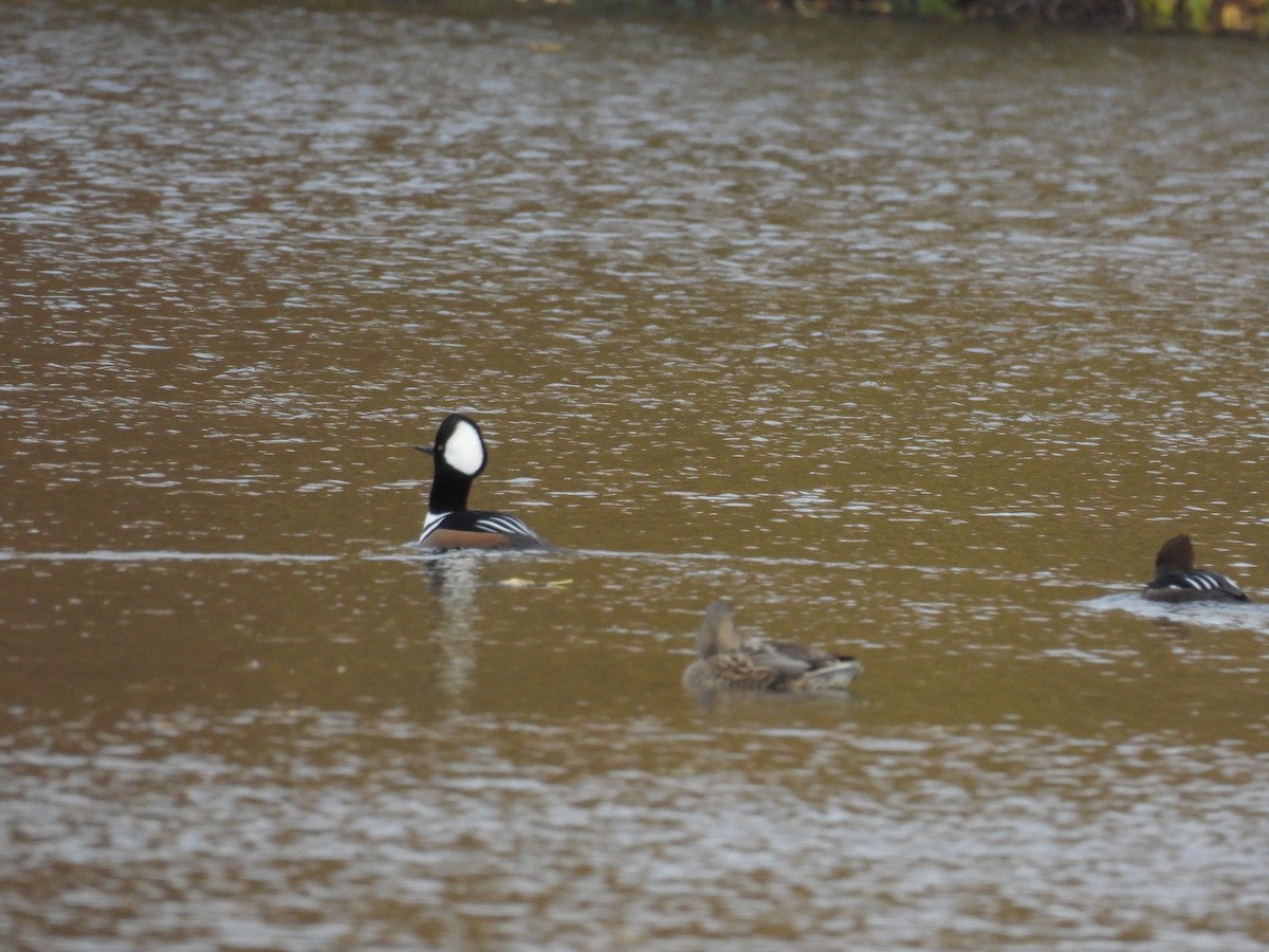 Hooded Merganser - ML644506624