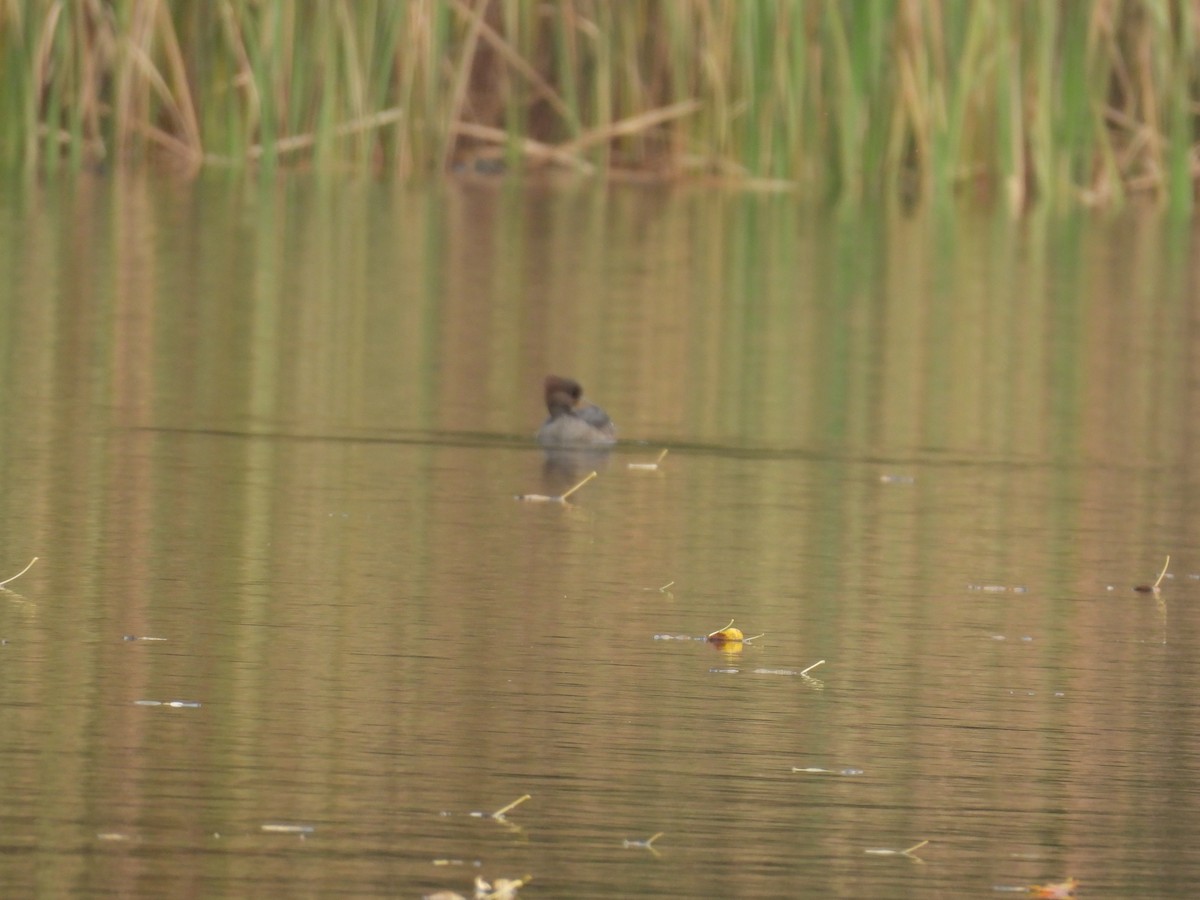 Hooded Merganser - ML644506625